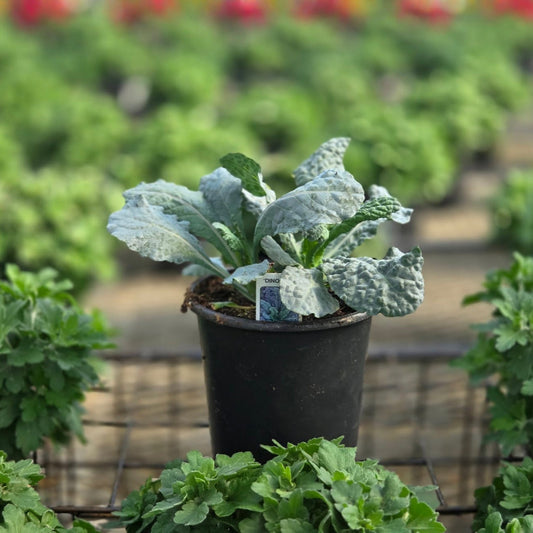 Ornamental Kale | Dinosaur - 1 Quart