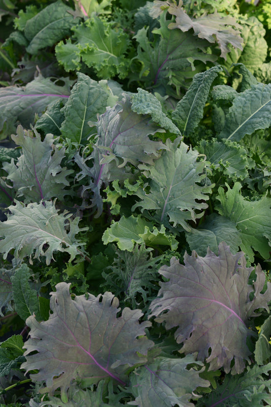 Kale | Kale Storm - 1 Pint