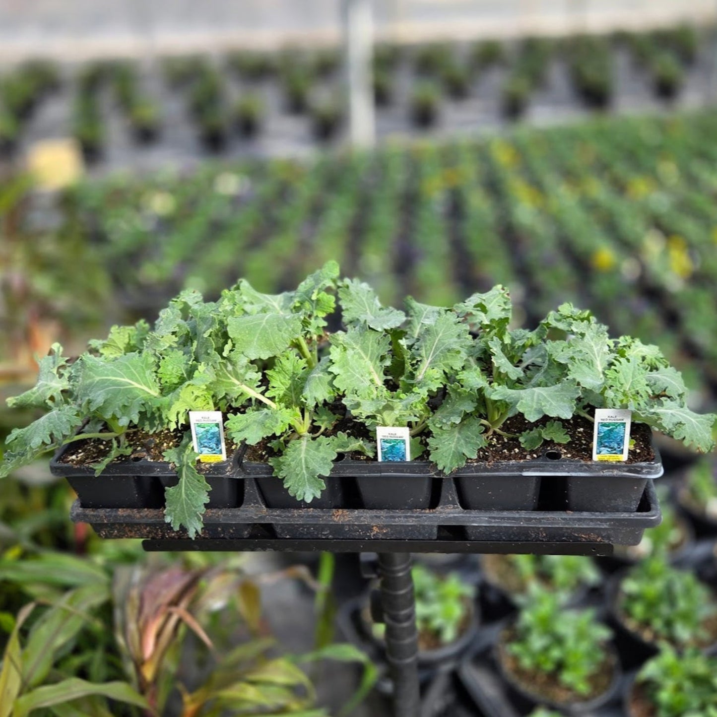 Kale | Red Russian - 4 Pack