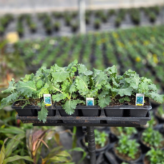 Kale | Red Russian - 4 Pack