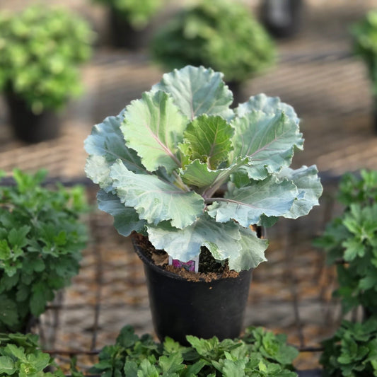 Ornamental Kale | Songbird - 1 Quart