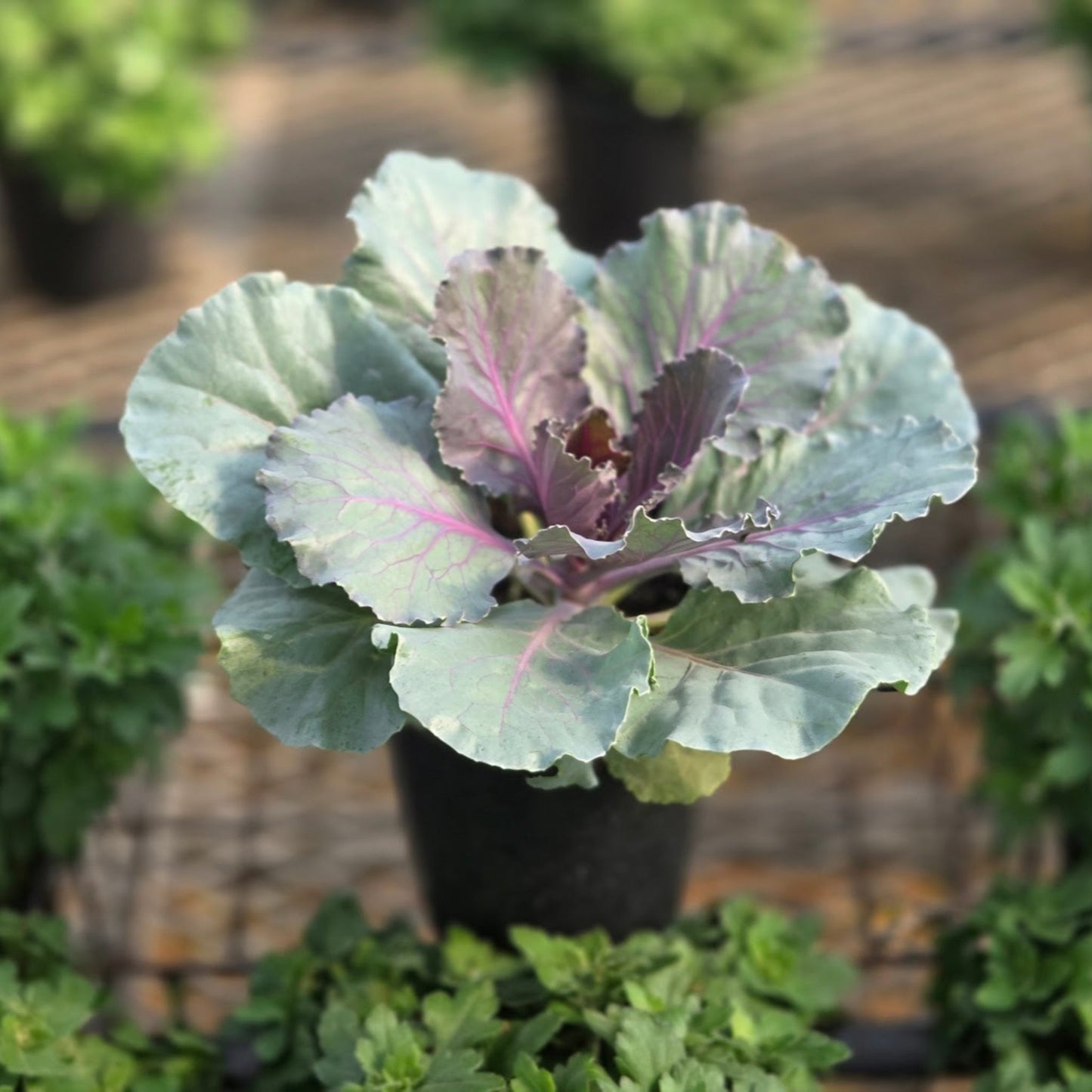 Ornamental Kale | Songbird Red - 1 Quart