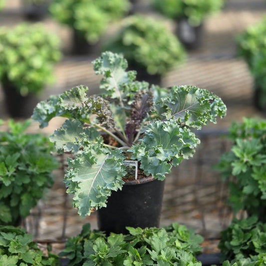 Brassica | Ornamental Kale