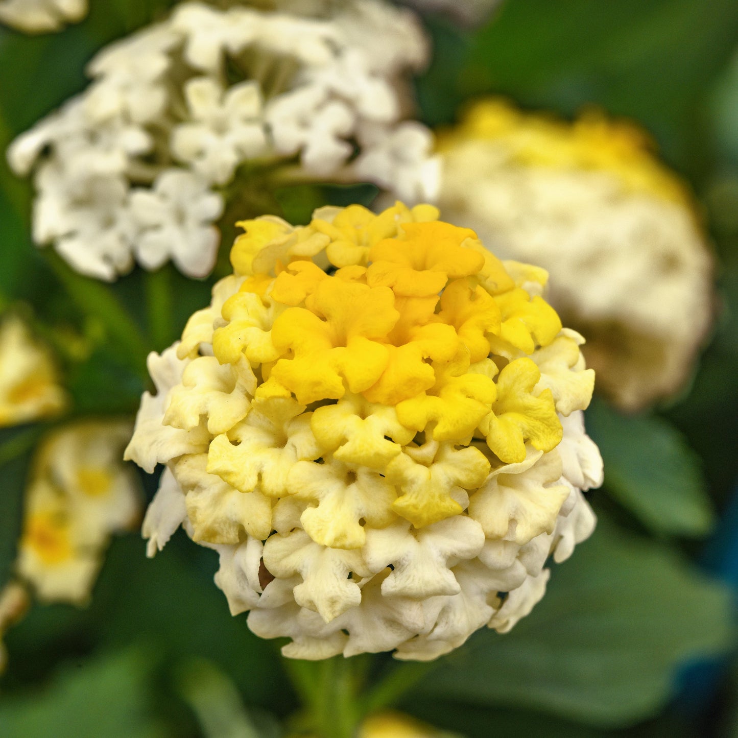 Lantana | Landmark - 3 Quart