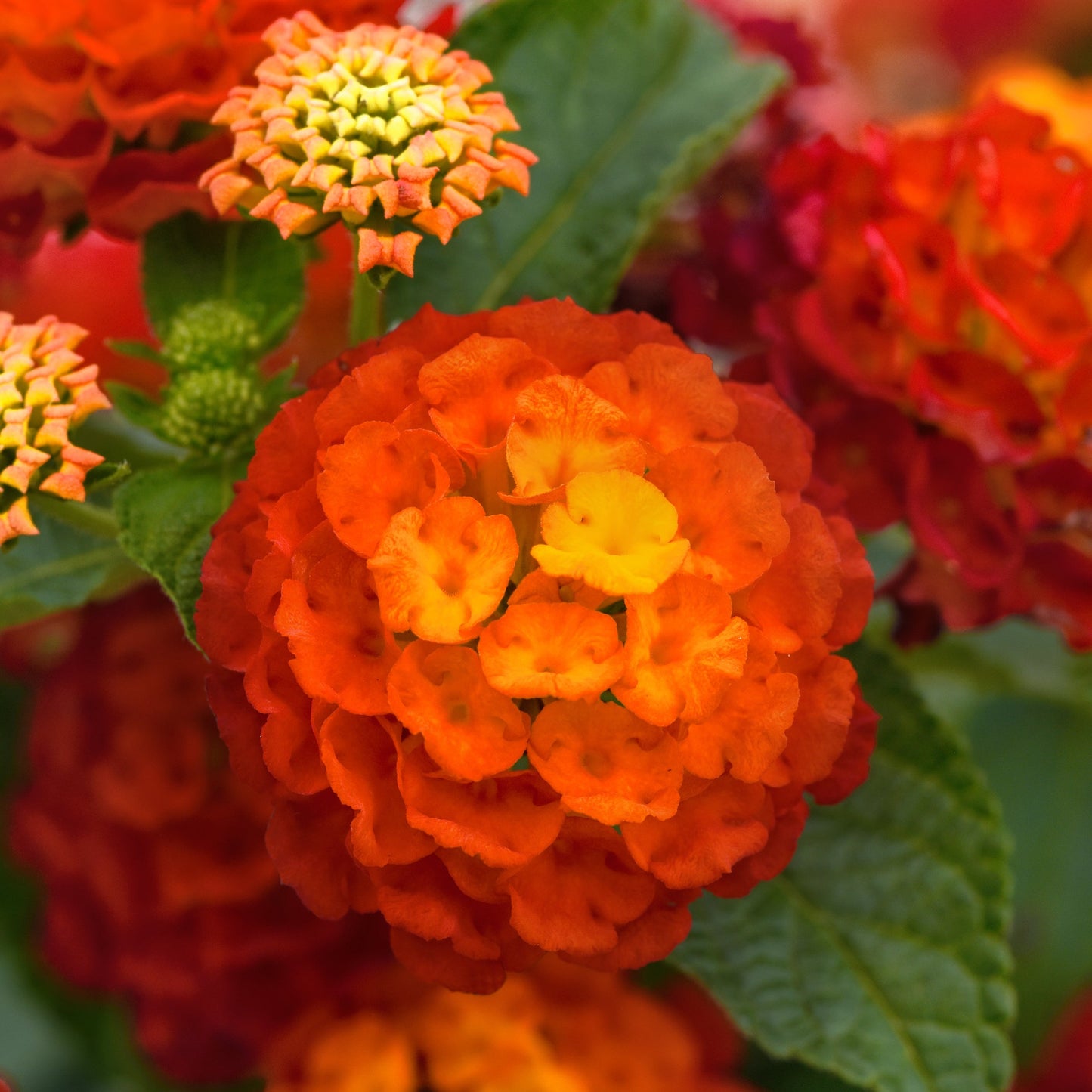 Lantana | Landmark - 3 Quart