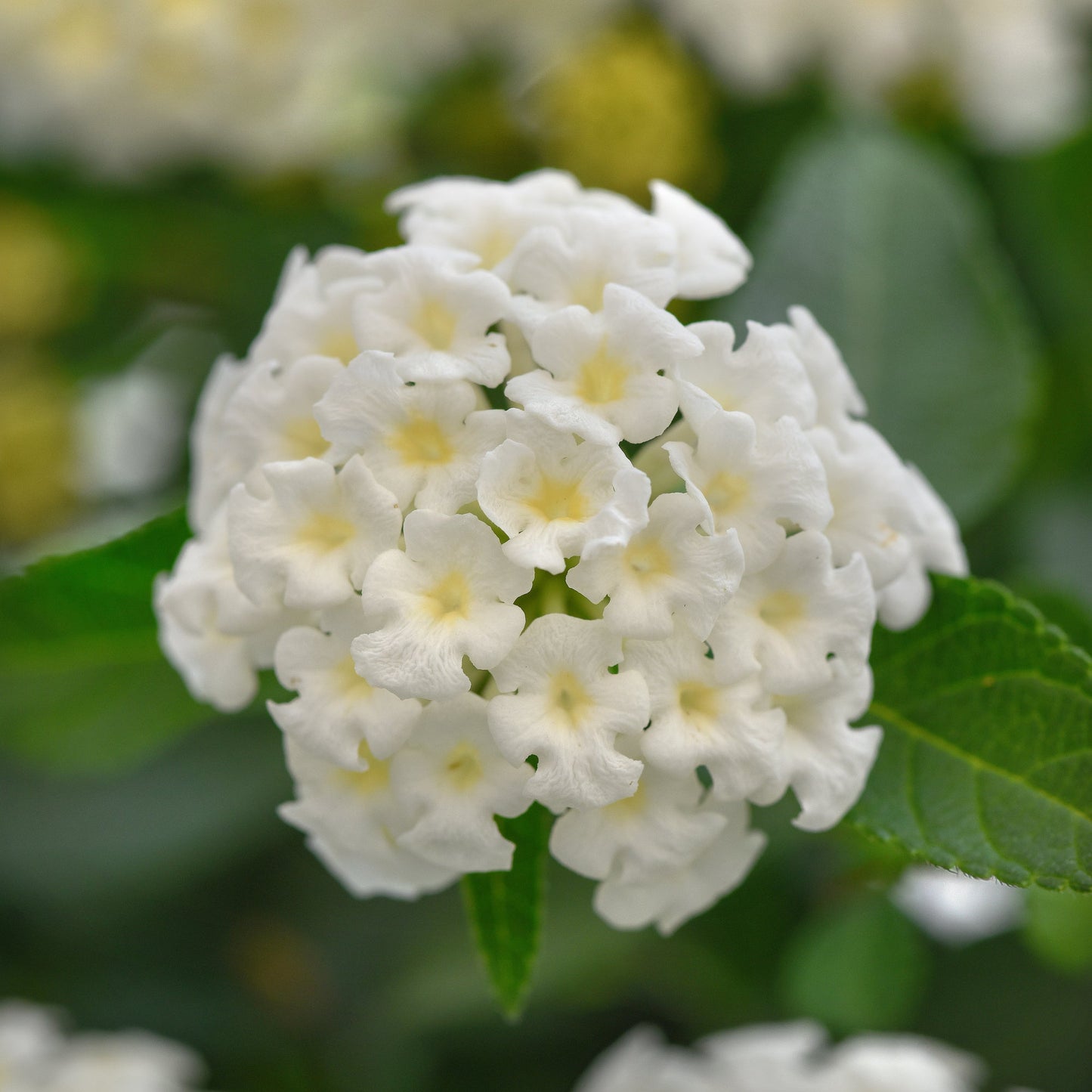Lantana | Landmark - 3 Quart