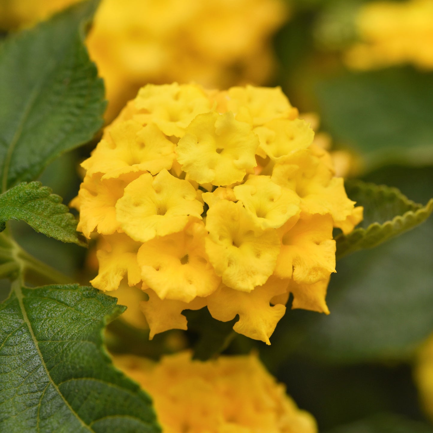 Lantana | Landmark - 3 Quart