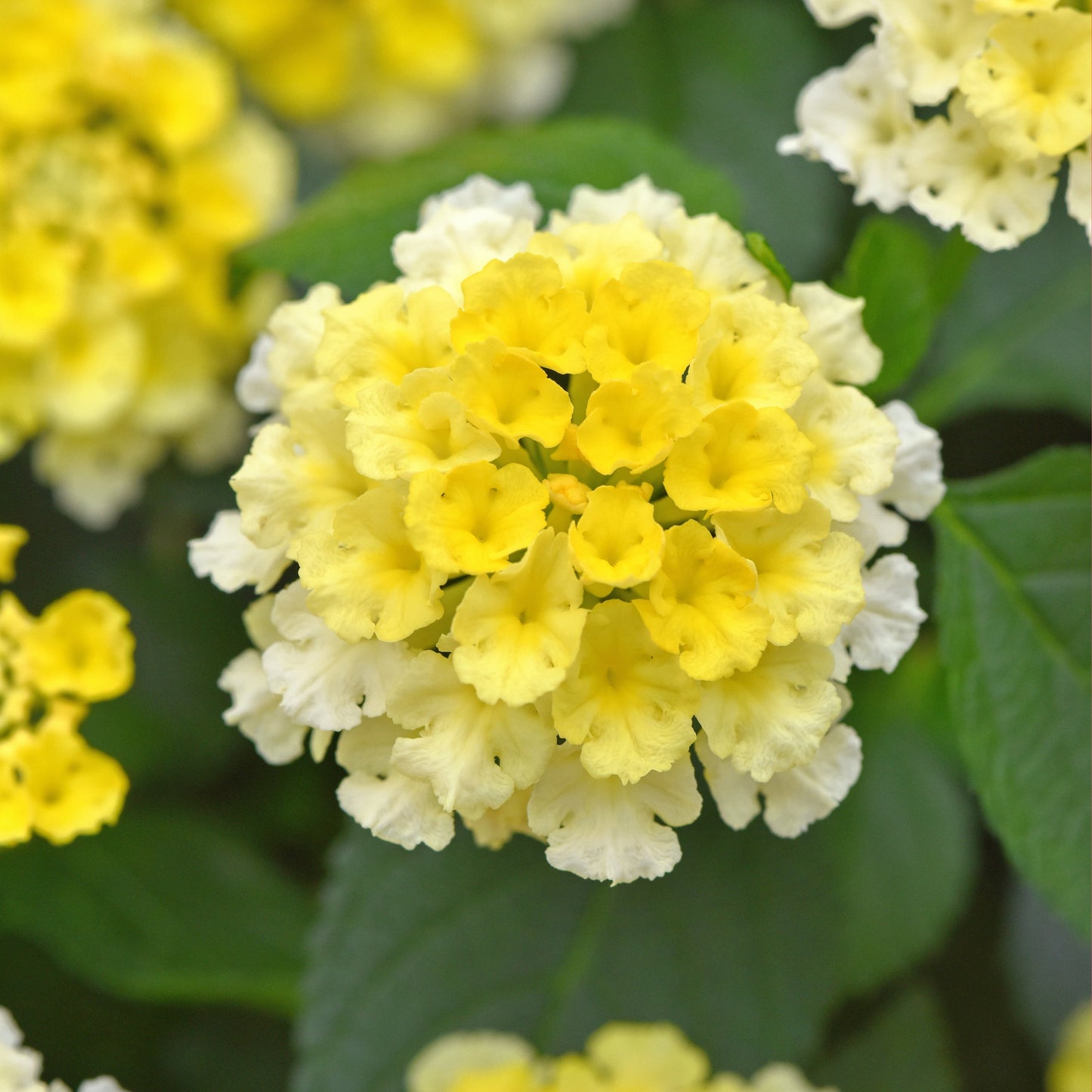 Lantana | Shamrock - 1 Quart