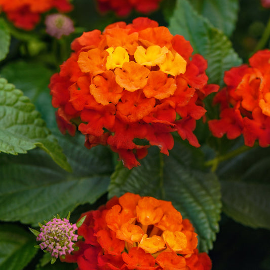 Lantana | Shamrock - Large Hanging Basket