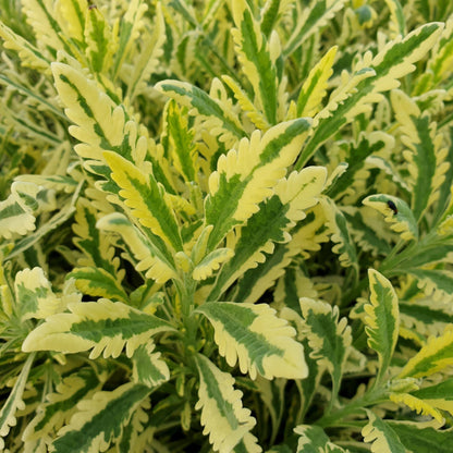 French Lavender | Meerlo - 1 Quart
