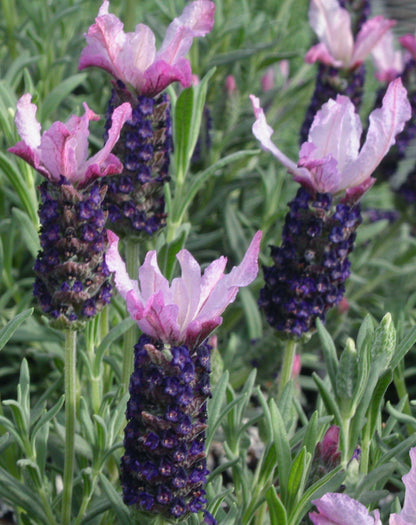 Spanish Lavender | Blueberry Ruffles - 1 Quart