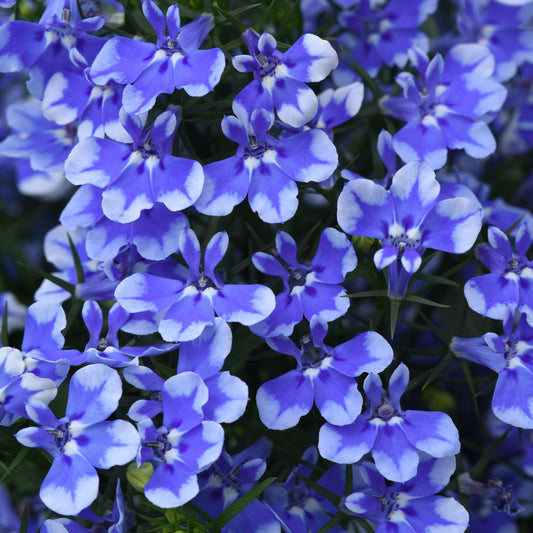 Lobelia | Magadi - 1 Quart