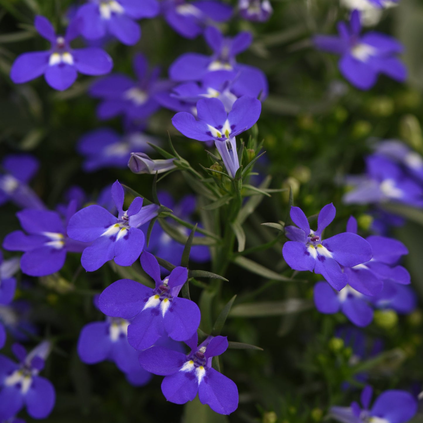 Lobelia | Magadi - 1 Quart