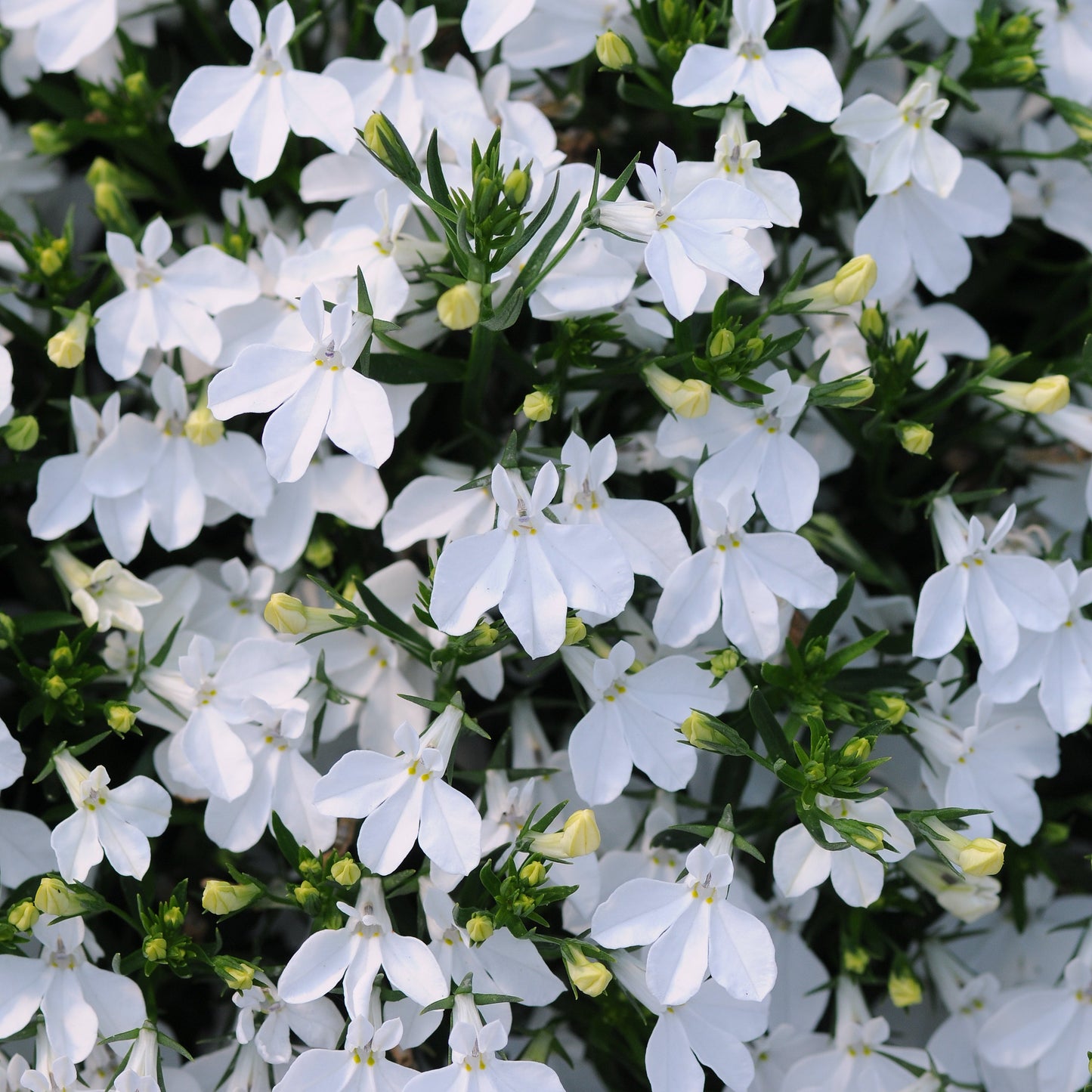 Lobelia | Magadi - 1 Quart