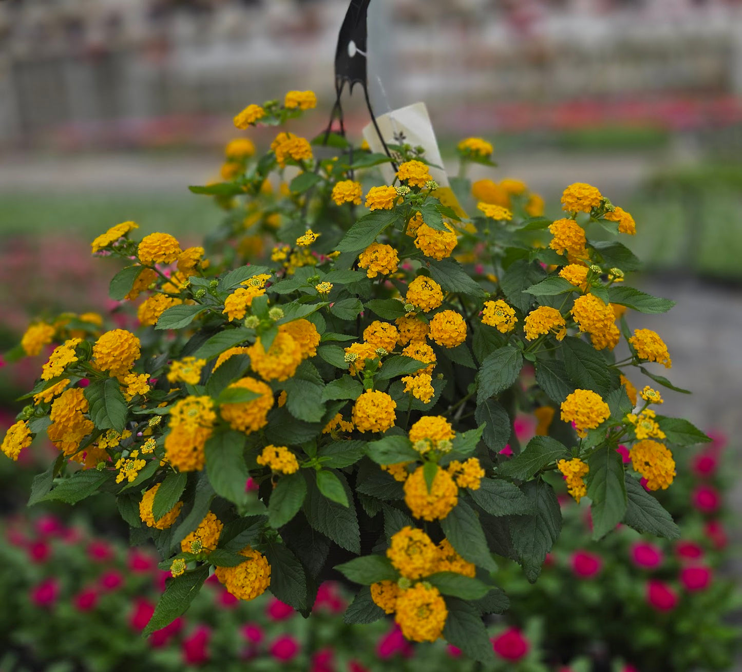 Lantana | Lucky - Large Hanging Basket