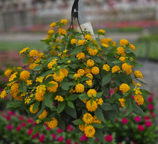 Lantana | Lucky - Large Hanging Basket