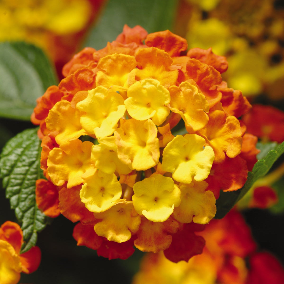 Lantana | Landmark - 3 Quart