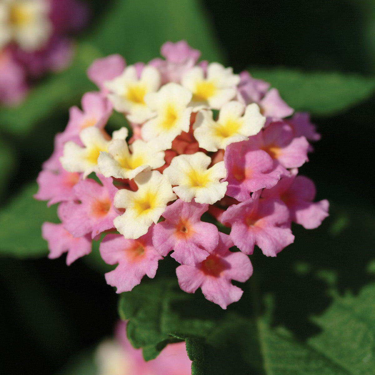 Lantana | Landmark - 3 Quart