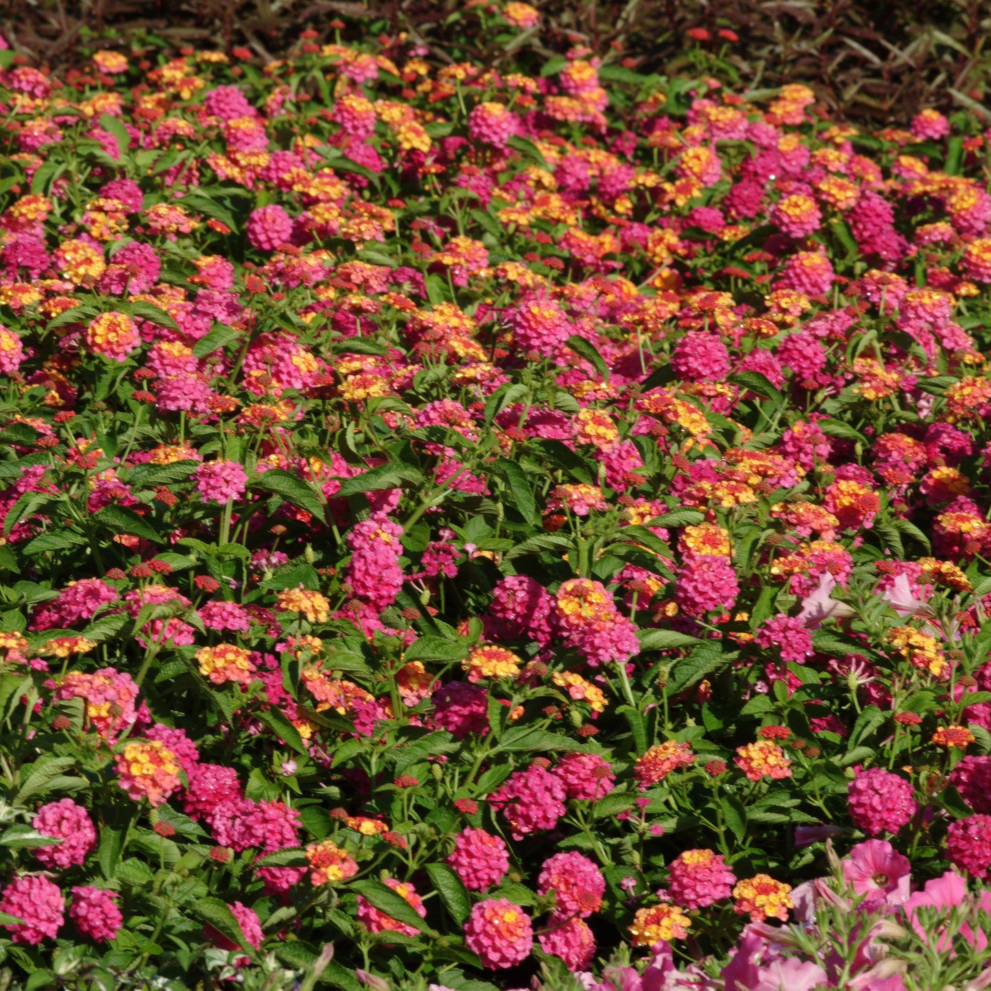 Lantana | Landmark - 3 Quart
