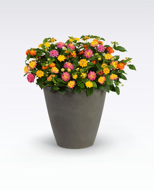 Lantana | Lucky Charm - Large Hanging Basket