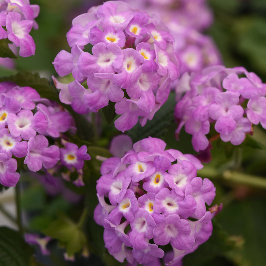 Lantana | Purple Falls - 1 Quart
