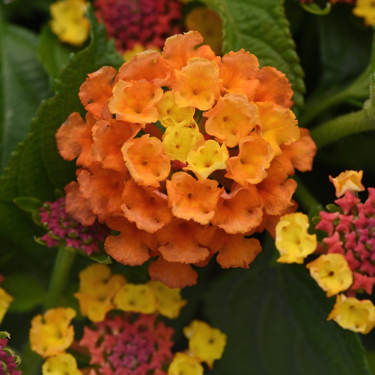 Lantana | Shamrock - 1 Quart