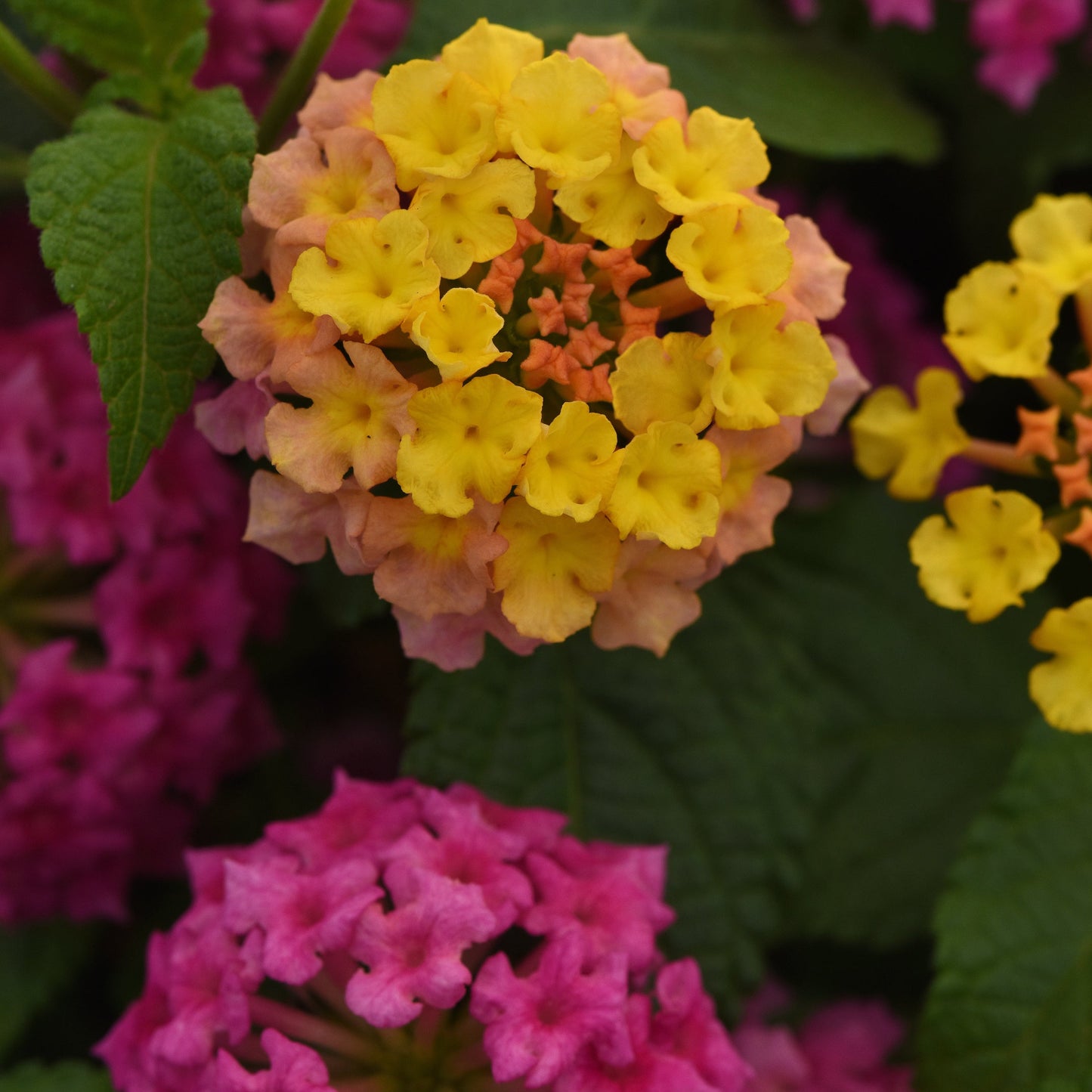 Lantana | Shamrock - 1 Quart