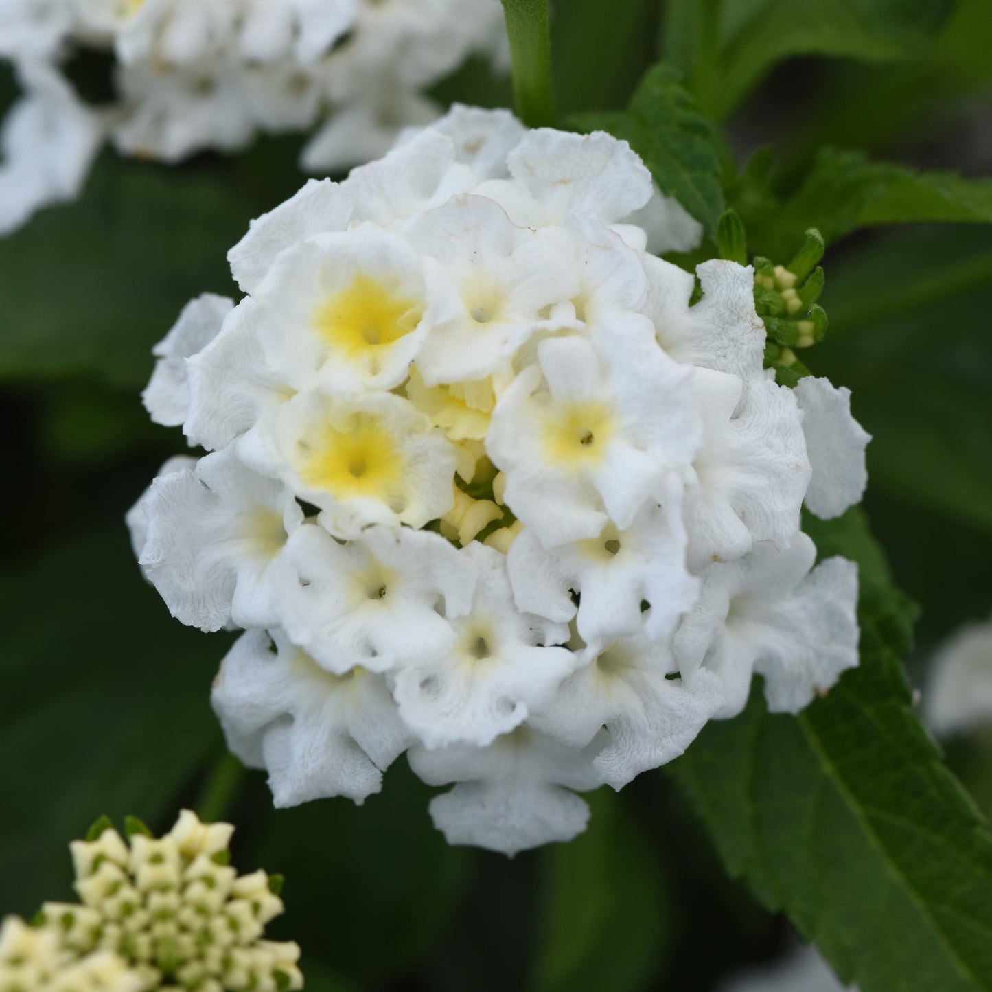 Lantana | Shamrock - 1 Quart