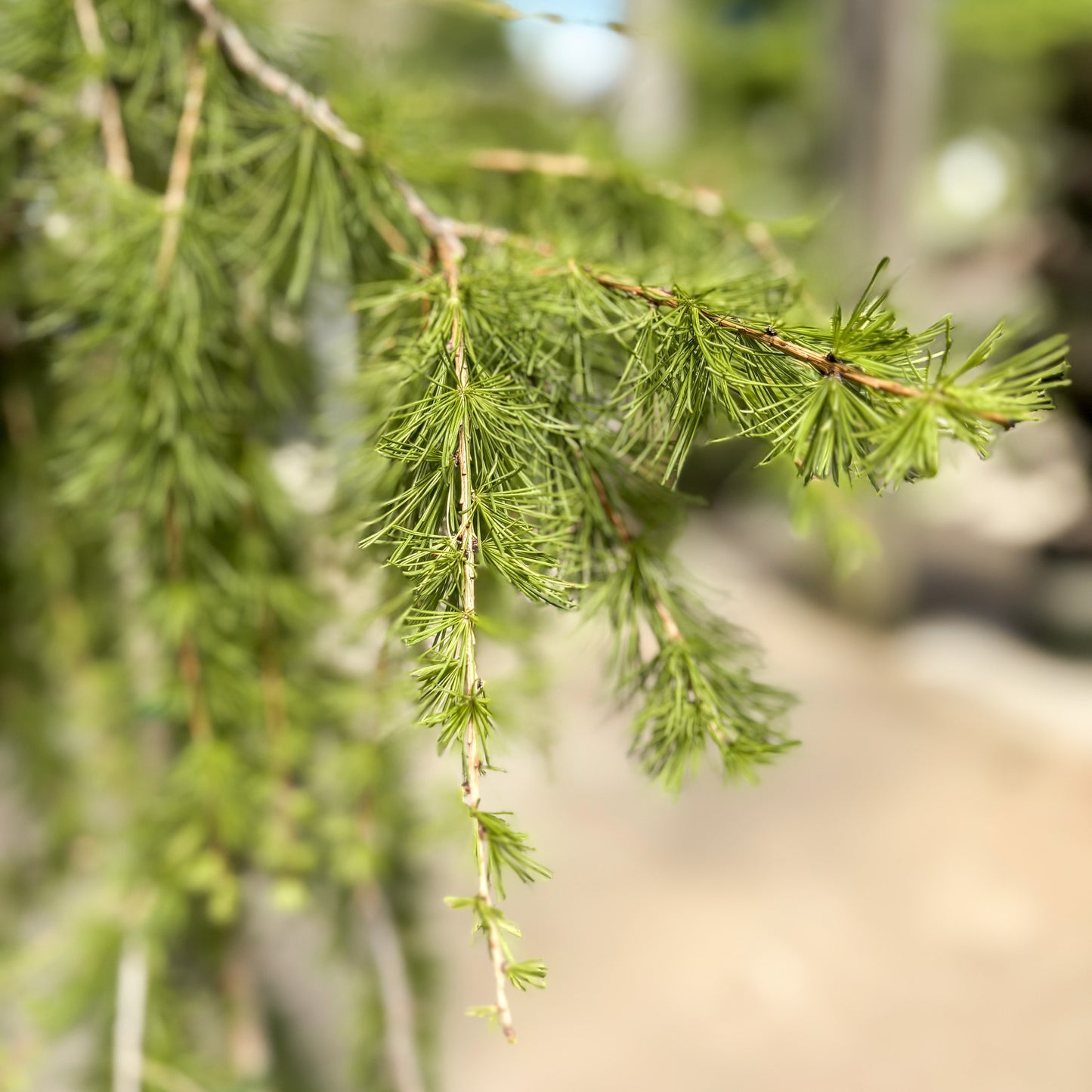 Larix | Puli Weeping European Larch - 3-Gallon