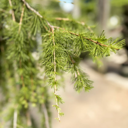 Larix | Puli Weeping European Larch - 3-Gallon