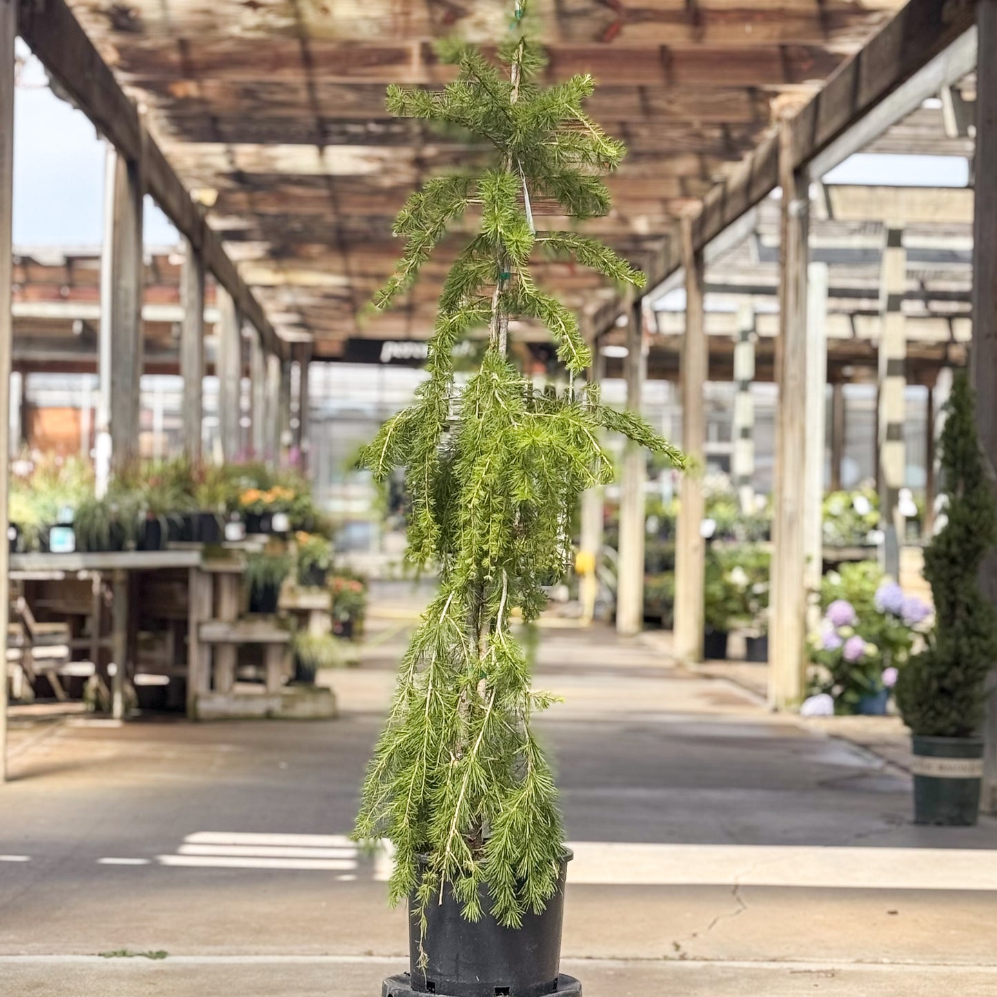 Larix | Puli Weeping European Larch - 3-Gallon