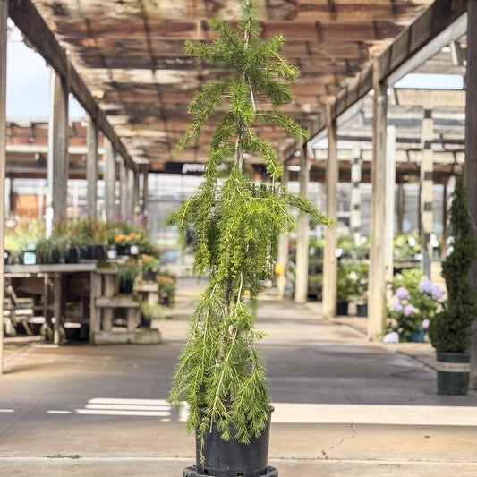 Larix | Puli Weeping European Larch - 3-Gallon