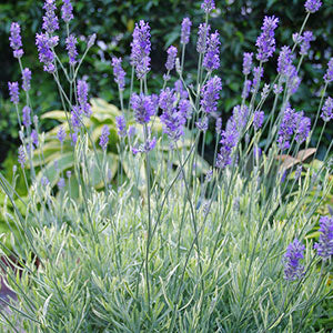 English Lavender | Platinum Blonde - 1 Quart