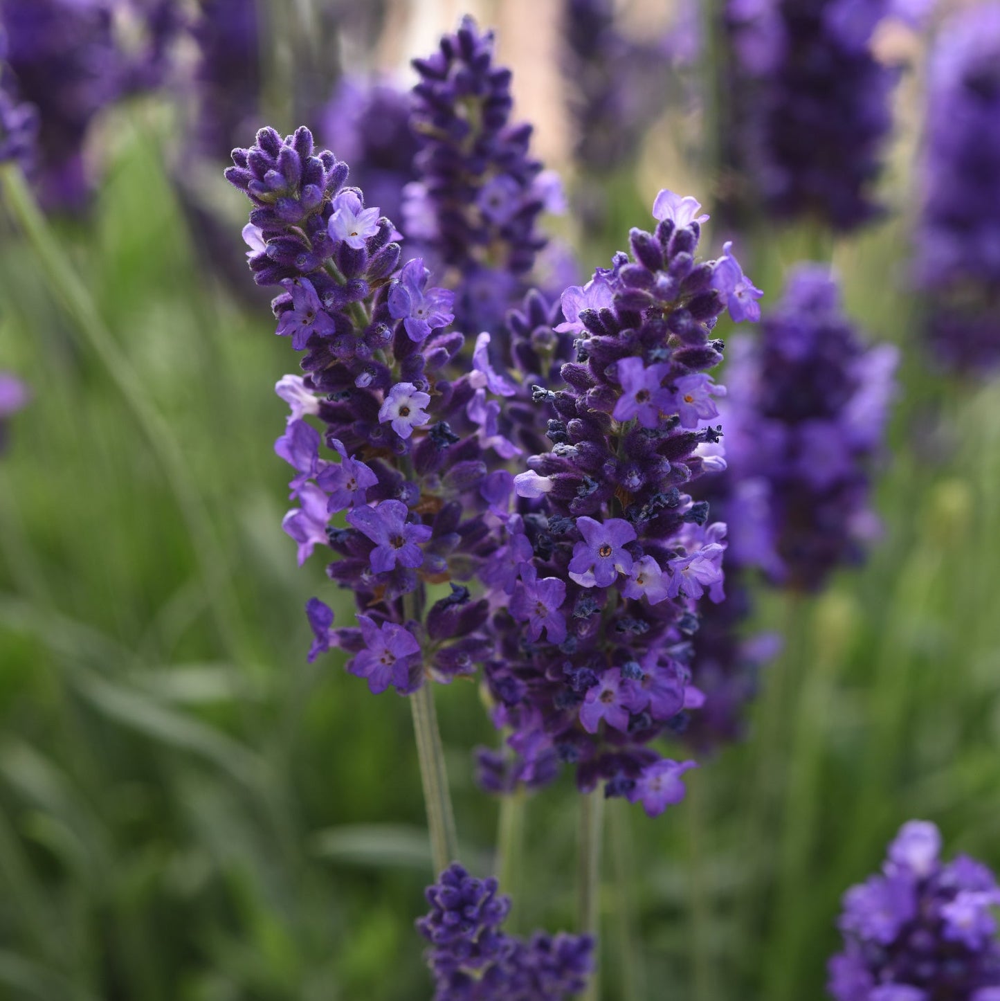 English Lavender | Blue Spear - 1 Quart