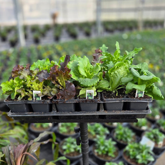 Lettuce | Bistro Salad Blend - 4 Pack