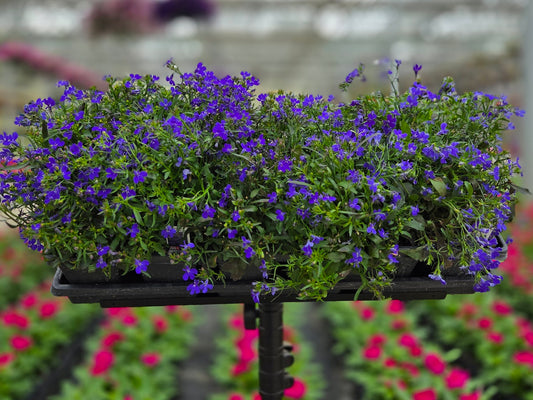 Lobelia | Rivera - 4 Pack