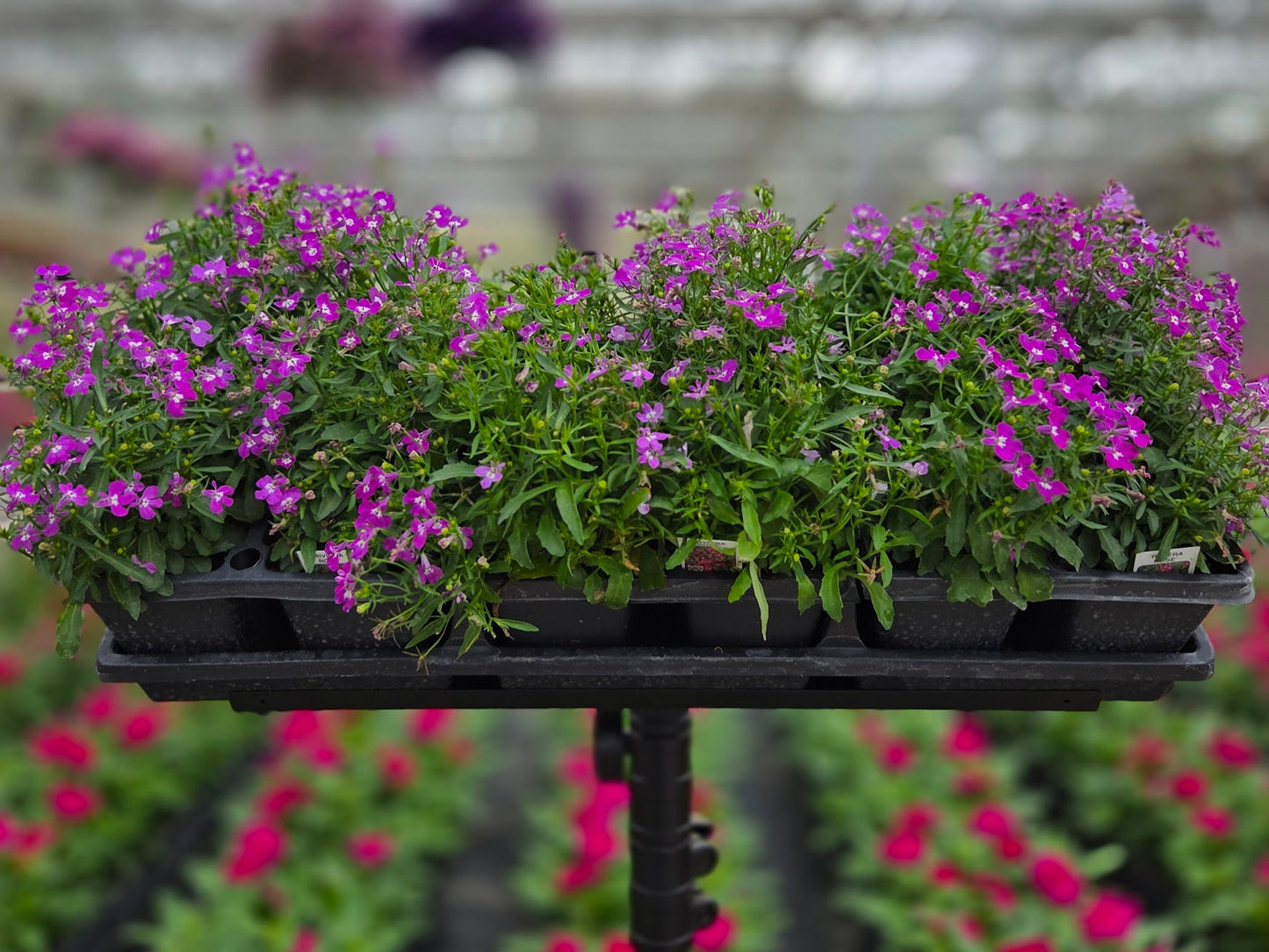 Lobelia | Rivera - 4 Pack