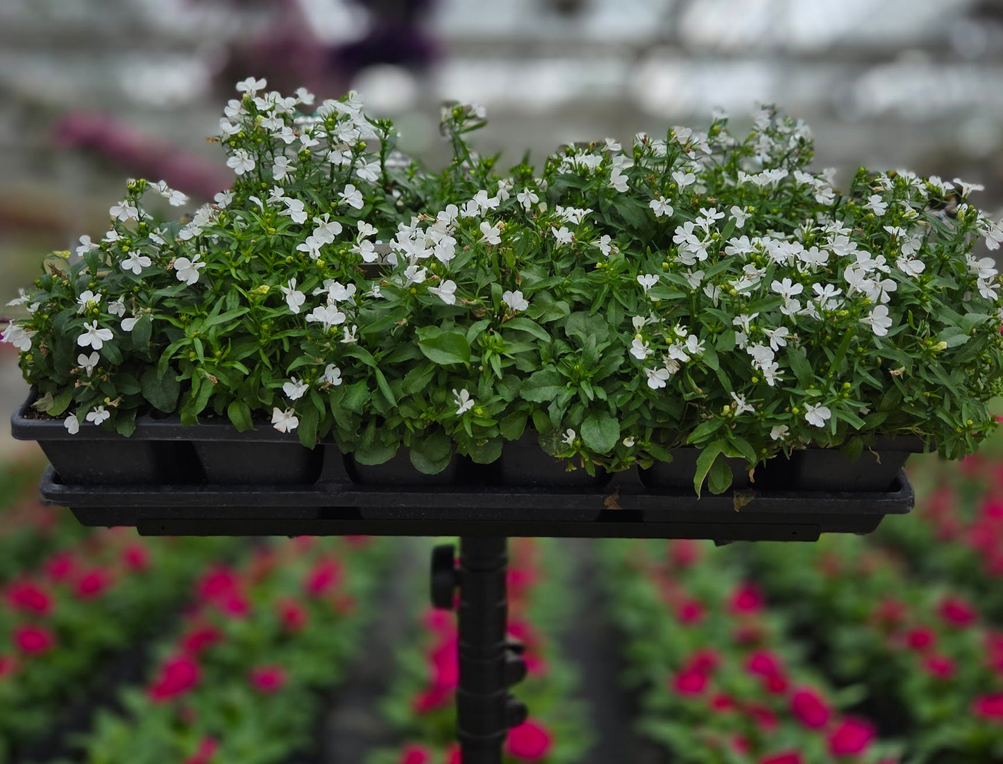 Lobelia | Rivera - 4 Pack
