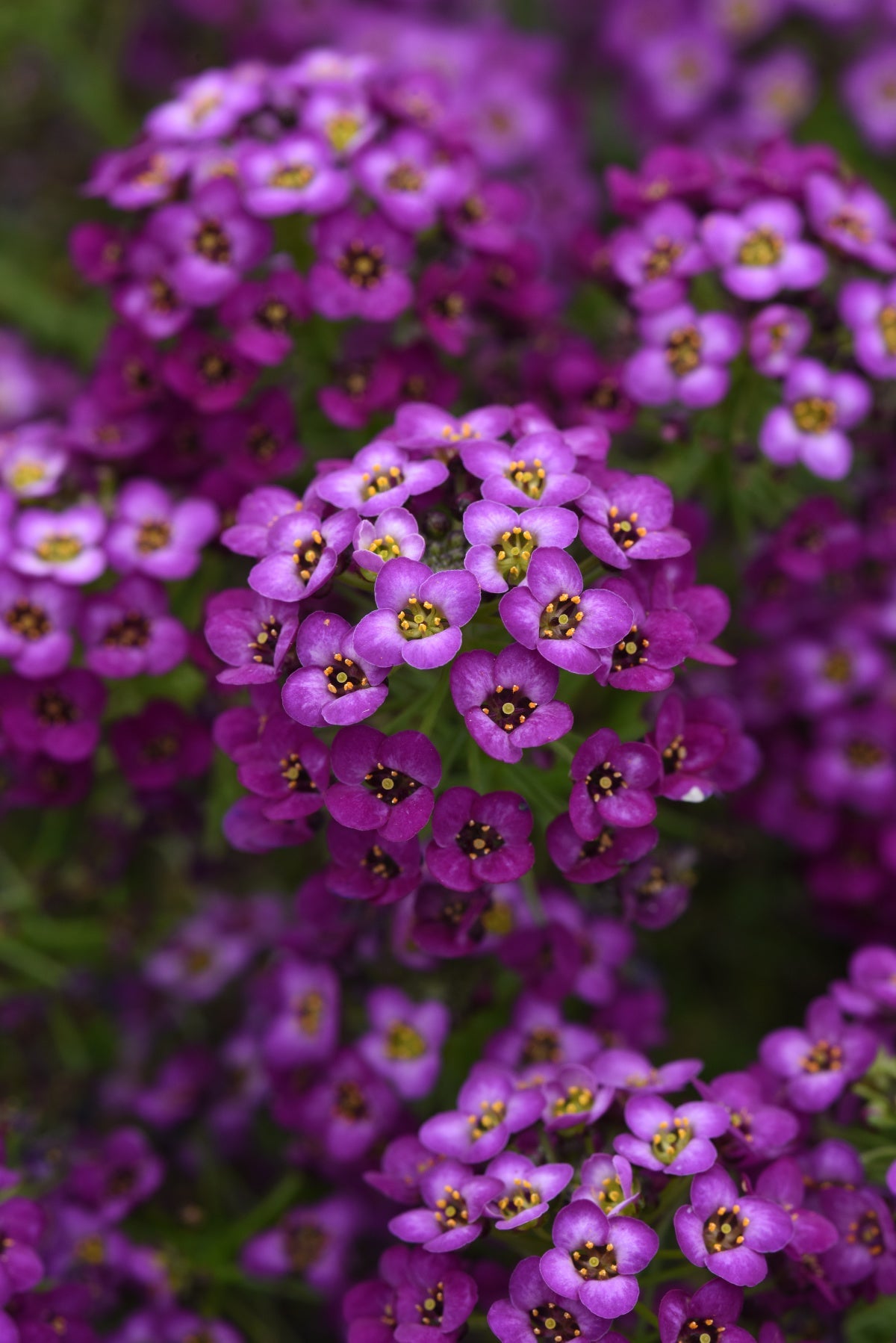 Lobularia | Easy Breezy - 1 Quart