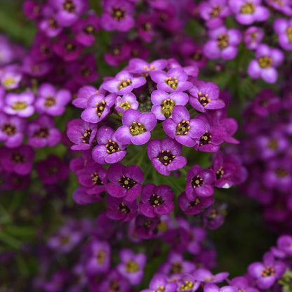 Lobularia | Easy Breezy - 1 Quart