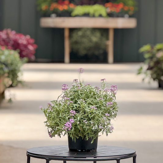 Lobularia | Easy Breezy - 1 Quart