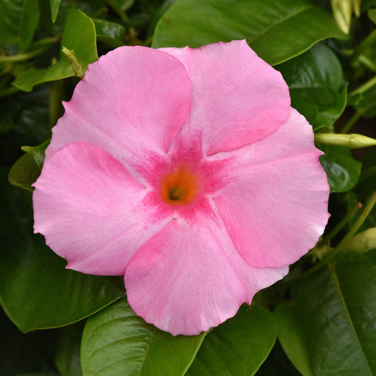 Mandevilla | Tropica Grandiosa - Grand Hanging Basket