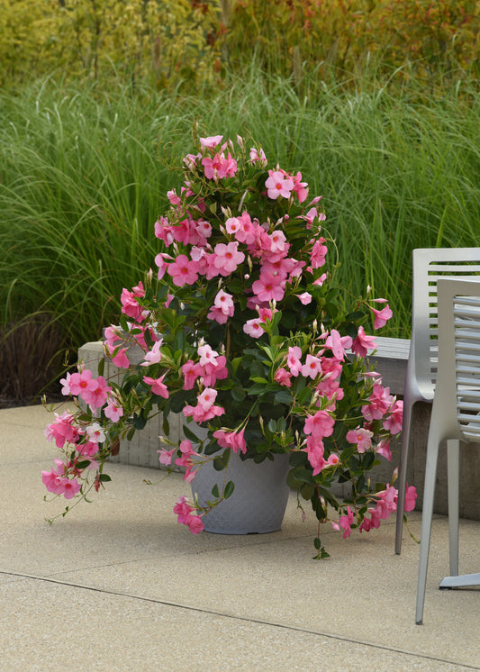 Mandevilla | Tropica Grandiosa - Medium Patio Container