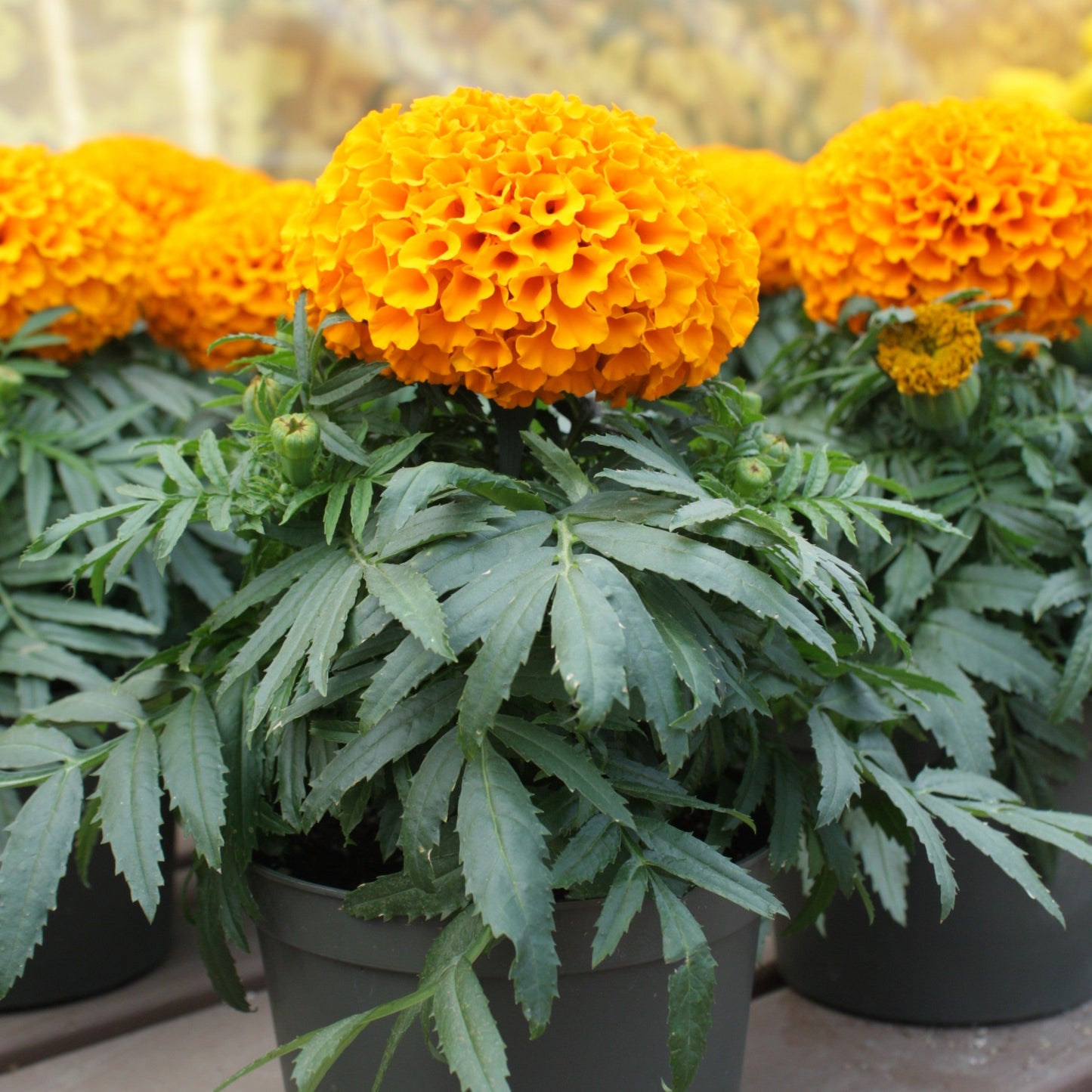 Marigold | Little Duck Orange - 1 Quart