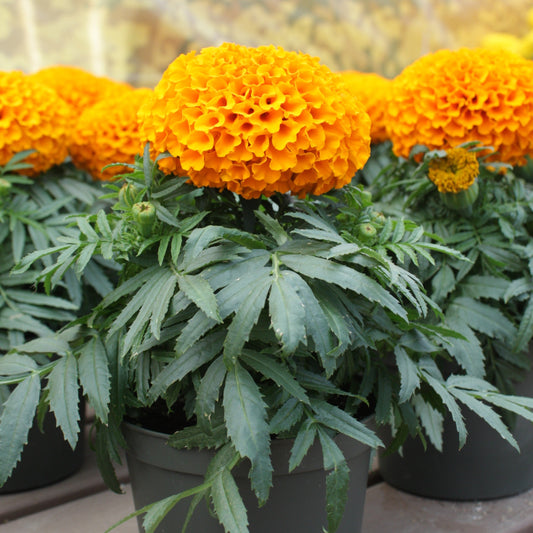 Marigold | Little Duck Orange - 1 Quart