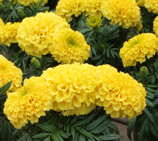 Marigold | Little Duck Yellow - 1 Quart