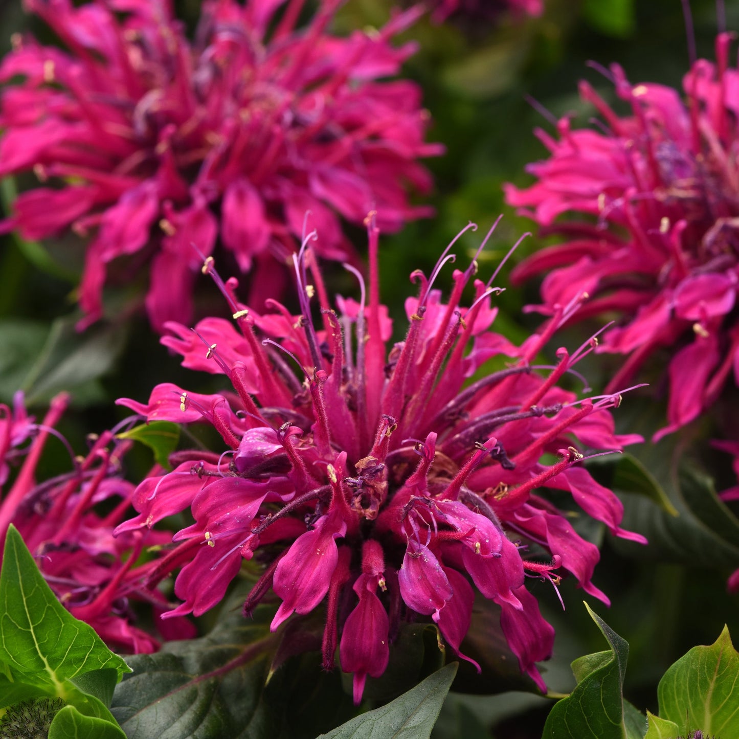 Monarda Pollinator Favorites | BeeMine - 1 Gallon