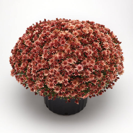 Garden Mum | Carousel Blushing Salmon - 5 Quart