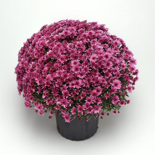Garden Mum | Carousel Pink - 5 Quart