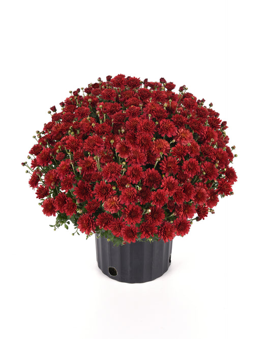 Garden Mum | Flamingo Cranberry Red - 5 Quart